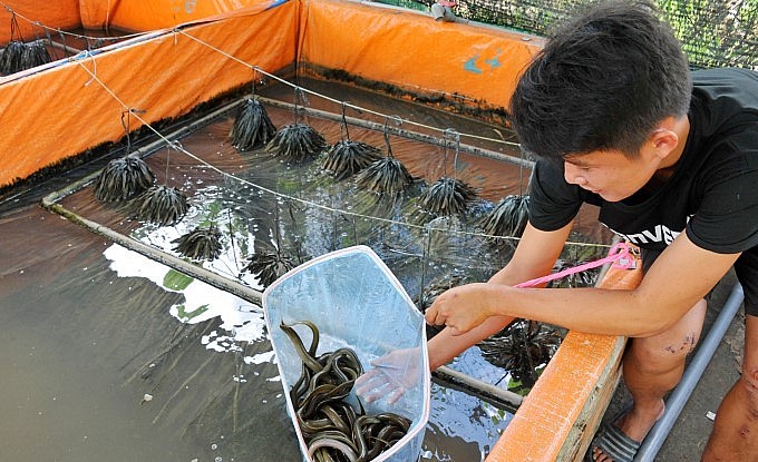 Kỹ sư tin học La Hữu Lộc giờ là bà đỡ mát tay cho lươn đẻ.