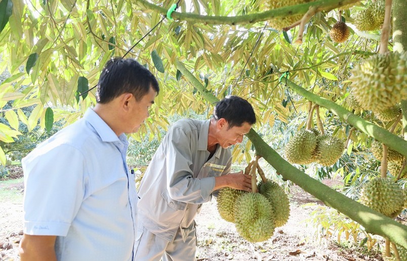 Chính quyền địa phương và Hiệp hội sầu riêng cùng vào cuộc hỗ trợ người dân và doanh nghiệp đảm bảo vụ sầu riêng an toàn hiệu quả.