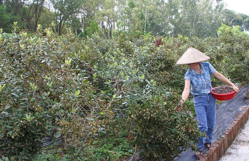 Đến nay, với diện tích gần 2.000m2, gia đình chị Duyên đang trồng khoảng 400 cây và đang bắt đầu cho thu hoạch quả với sản lượng ổn định.