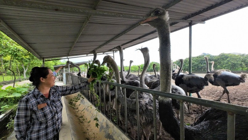 Trại nuôi đà điểu của bà Bình có quy mô và chuyên nghiệp trong từng khâu nuôi, chăm sóc, chế biến.