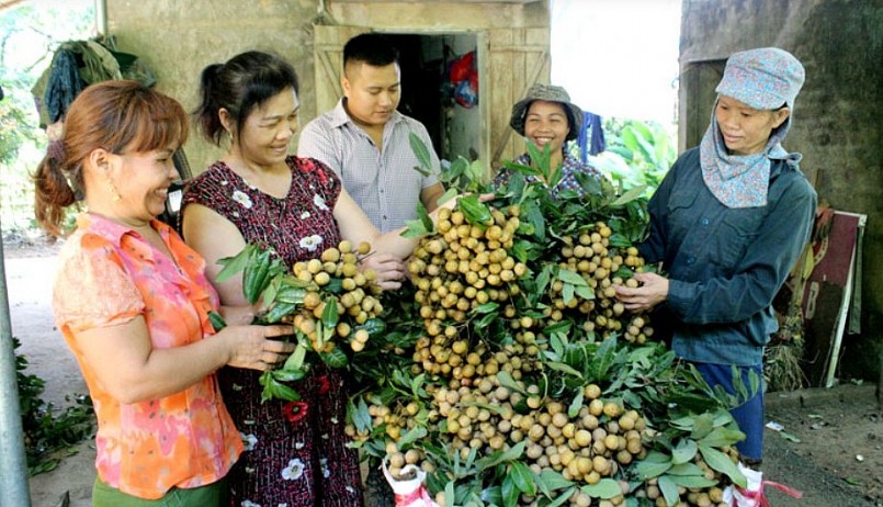 Giá rẻ, người dân không còn quá mặn mà với cây nhãn Sơn Thủy