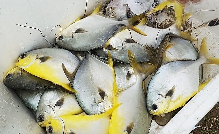 Sau 6 tháng nuôi, anh Đức dự kiến thu về 12 tấn cá chim trắng vây vàng.