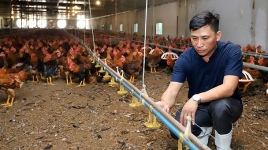 Ông chủ cửa hàng thức ăn thuê đất hoang lập trại nuôi gà bỏ túi 1,7 tỷ mỗi năm