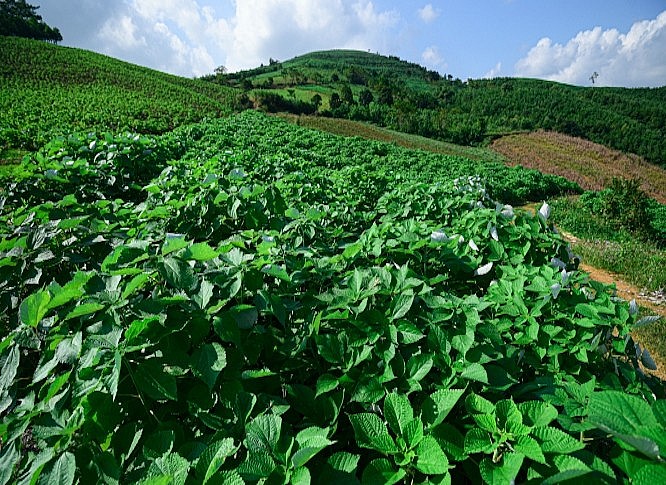 tổng diện tích trồng cây gai xanh trên địa bàn toàn tỉnh Hoà Bình đạt 259,9ha