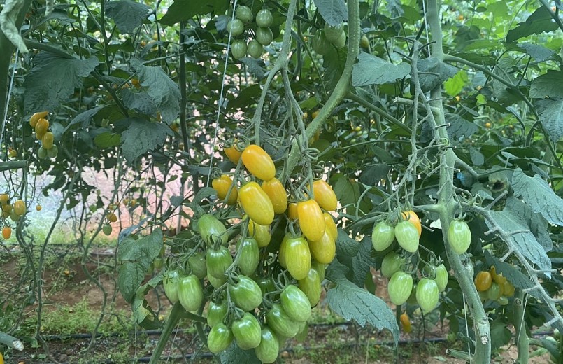 cà chua siêu ngọt vừa được trồng thành công tại Ô Quý Hồ 