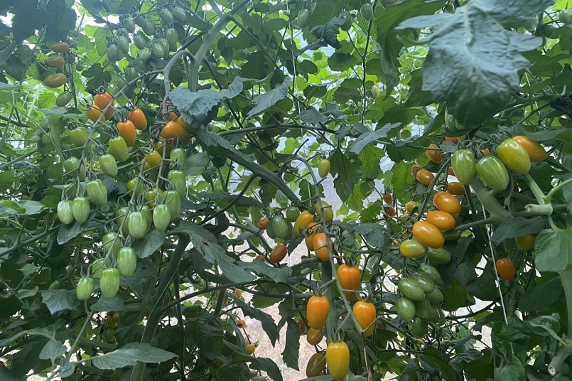 Sau 2 tháng trồng, cà chua Nova đã bắt đầu bói quả và hiện tại đã cho thu hoạch