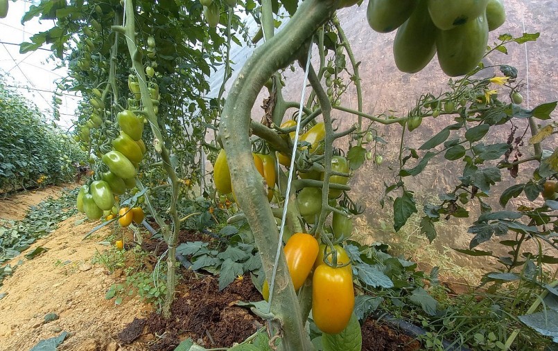 Cà chua Nova là nông sản nổi tiếng được trồng nhiều ở thành phố Đà Lạt.