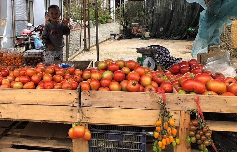 Hiện nay những quả cà chua nova đầu mùa được bán với giá 50 nghìn đồng/kg.