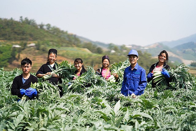 Hỗ trợ tới 1 tỷ đồng/dự án phát triển vùng trồng dược liệu quý ở miền núi