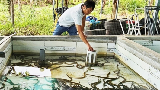 Nuôi lươn đặc sản ở "chảo lửa" Bình Thuận, tưởng khó lại "ló" bí quyết thu trăm triệu mỗi năm