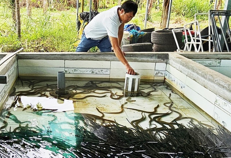 Mô hình nuôi lươn không bùn khá nổi tiếng trên đất Bình Thuận của ông Đặng Minh Hiệp.