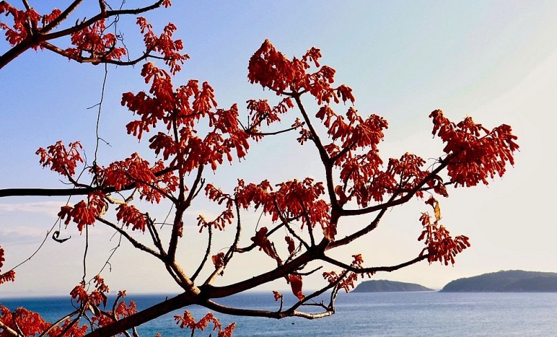 Màu đỏ hoa ngô đồng nổi bật lên giữa biển trời xanh biếc.