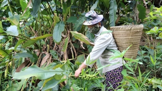 Loại quả cứu đói thời bao cấp vào mùa, người dân Nghệ An lên rừng hái tăng thêm thu nhập