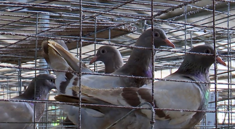 Hiện nay, HTX đang nuôi khoảng 10.000 đôi chim Bồ câu Pháp