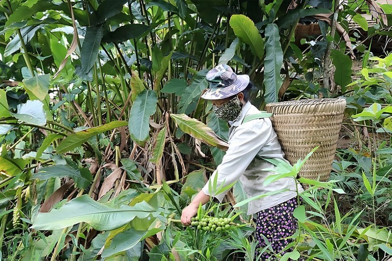 Người dân huyện Kỳ Sơn, Nghệ An thu hoạch quả bo bo. Ảnh: Lữ Phú