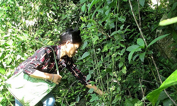 Vào mùa ốc, mỗi ngày vợ chồng chị Dịu thu về hàng triệu đồng nhờ săn ốc núi.