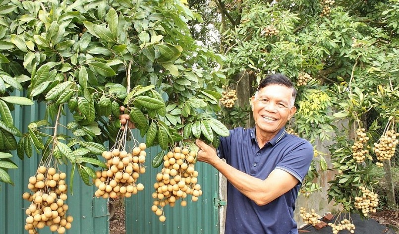 Vườn nhãn cùi cổ sai trĩu quả của gia đình ông Bùi Xuân Tám ở thôn Nễ Châu.