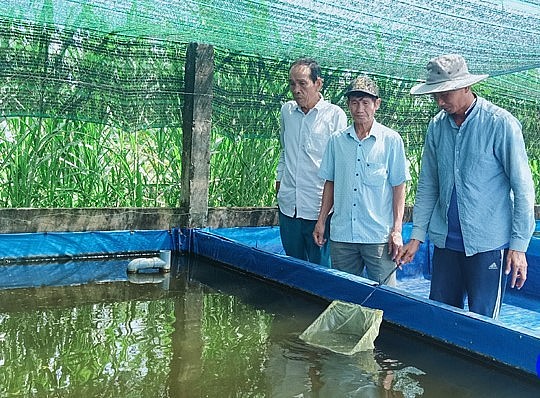 Nhiều nông dân tới tìm hiểu về kỹ thuật nuôi cá kiểng của anh Hồng.