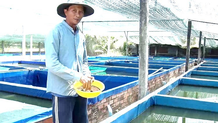 Trại nuôi cá kiểng của anh Hồng hiện có 50 hồ cá.