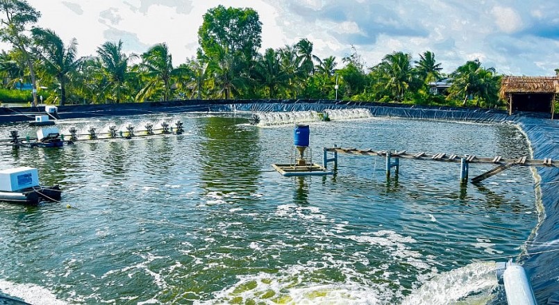 Mô hình nuôi tôm không xả thải siêu thâm canh tại hộ anh Huỳnh Thái Nguyên.