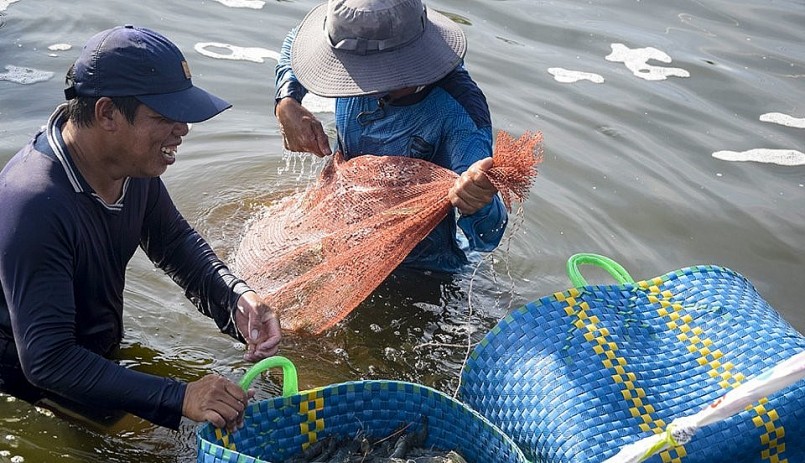 Phương pháp nuôi tôm mới này rút ngắn được thời gian nuôi, chỉ 76 ngày là cho thu hoạch, nuôi liên tục 6 - 8 vụ/năm.