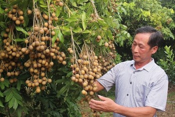 Nhãn Bắc Giang sản xuất theo tiêu chuẩn GlobalGAP, VietGAP được mùa, được giá