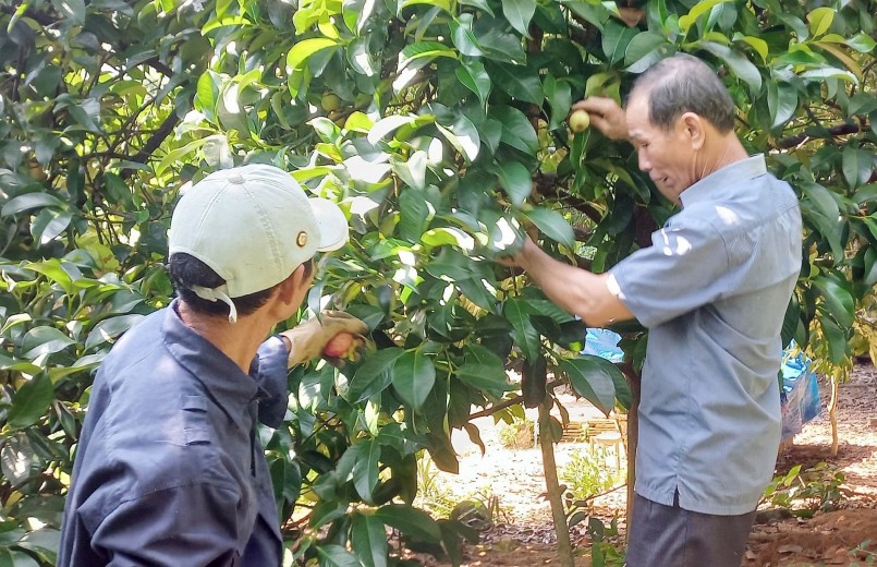 Măng cụt là cây trồng có hiệu quả kinh tế cao tại huyện Tiên Phước (Quảng Nam).