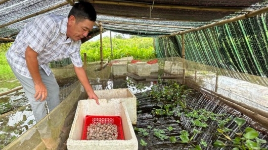 Trên trồng mướp dưới nuôi ốc bươu đen, có bao nhiêu cũng bán hết, giá 80.000 đồng/kg