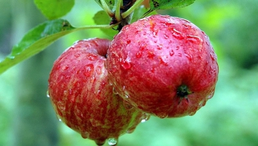 5 loại trái khoáy là dung dịch hạn chế cân nặng tự động nhiên