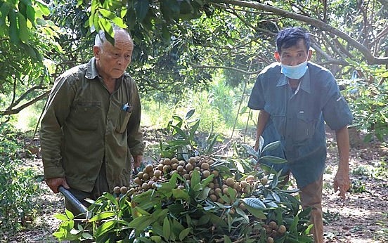 Người trồng nhãn Hưng Yên đối mặt với nỗi lo khi bài toán kết nối thị trường và xây dựng thương hiệu chưa hiệu quả.