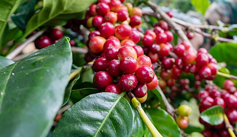 Giá nông sản hôm nay (19/8), giá cà phê sàn kỳ hạn đảo chiều. Giá cà phê trong nước quay đầu giảm khá mạnh tới 500 đồng/kg.