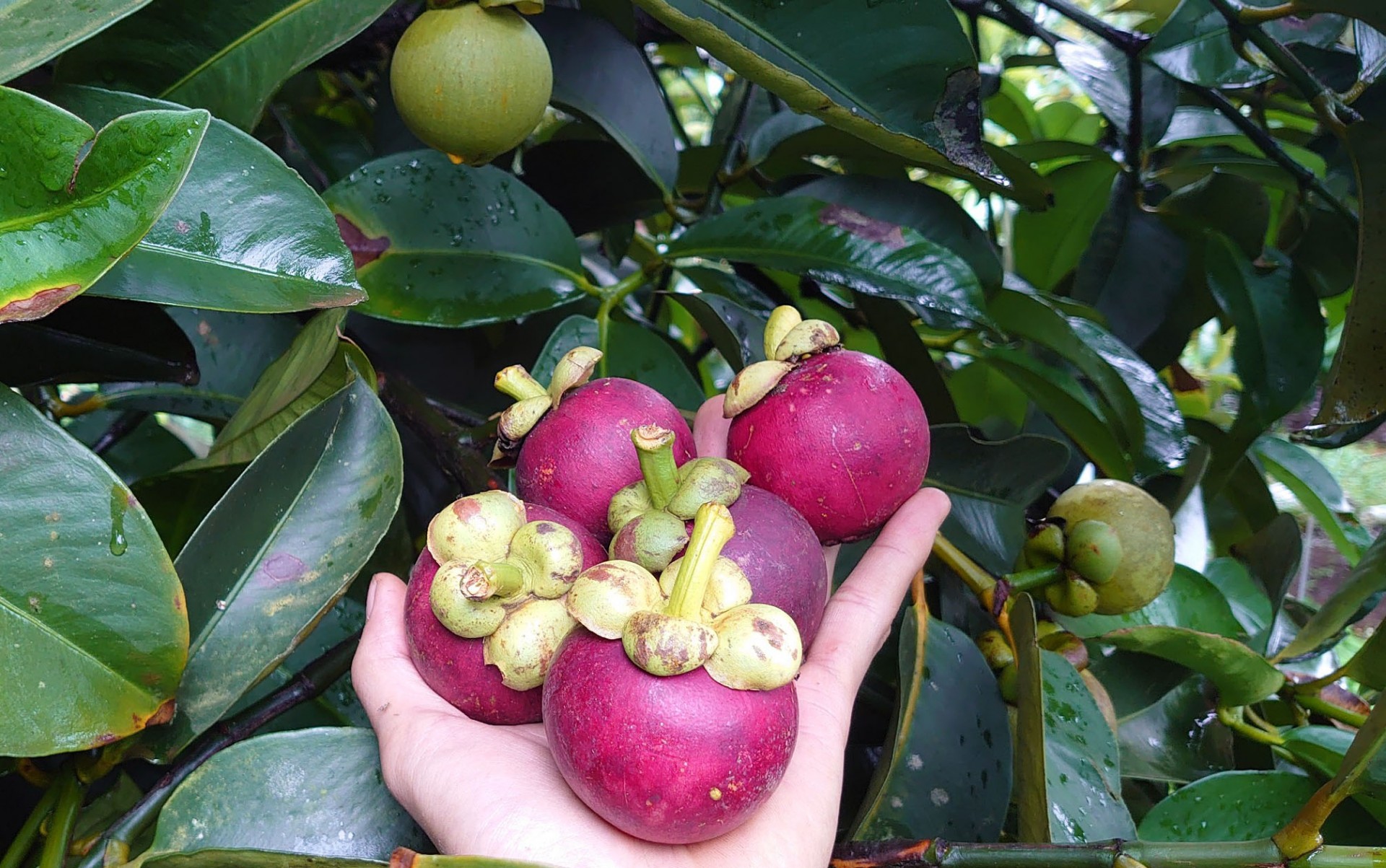 Măng cụt Gia Ân- món ăn chơi nhiều dưỡng chất, có thể ngăn ngừa ung thư