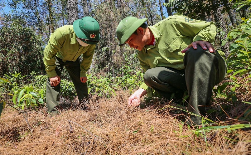 Các cán bộ ban quản lý rừng phòng hộ tăng cường kiếm tra những khu vực đang lan rộng dịch sâu róm.