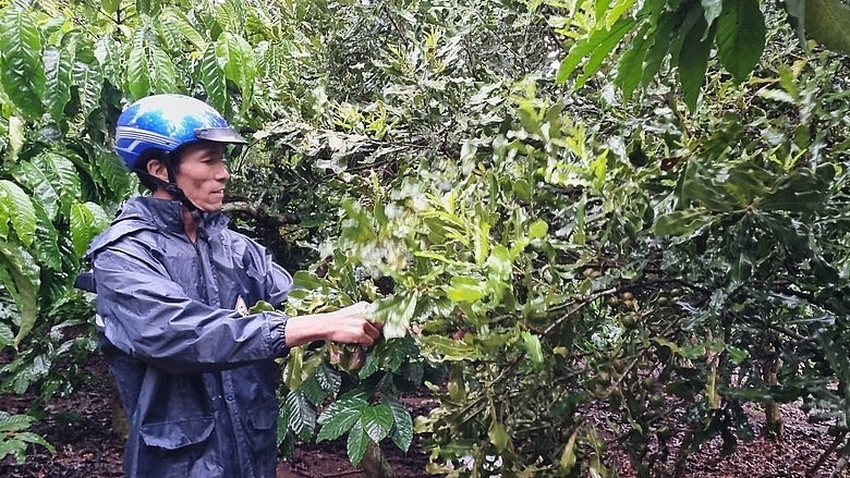 Người dân xã Sơn Lang (huyện Kbang) chăm sóc vườn cây mắc ca.