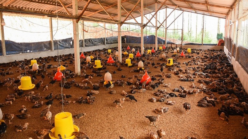 đến nay gia đình anh Nguyễn Hữu Quý đã có tổng số khoảng 50.000 nghìn con gà các lứa, được nuôi trên 5,4 ha diện tích vườn đồi.