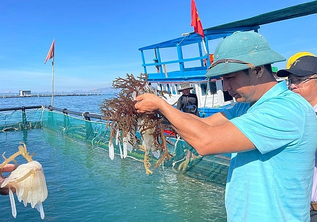 Anh Bá Ngọc thu trứng mực tại lồng nuôi mực nhảy ở biển Ninh Thuận. 