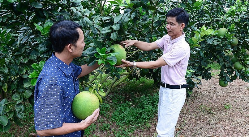 Anh Nguyễn Văn Hữu (bên phải) trao đổi kinh nghiệm trồng cây bưởi da xanh.