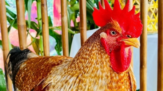 Khi gà được trao vương miện thương hiệu nông sản Tiên Yên thêm rộng cửa thị trường