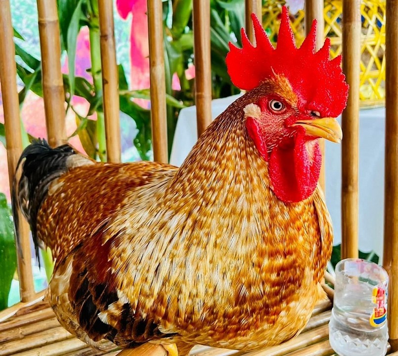 Khi gà được trao vương miện thương hiệu nông sản Tiên Yên thêm rộng cửa thị trường