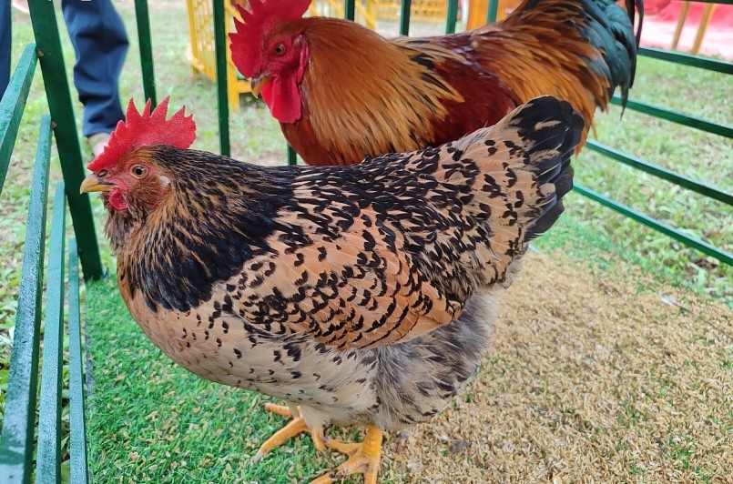 Đôi gà đẹp nhất hội thi của cơ sở chăn nuôi, HTX ươm giống cây Lâm nghiệp, xã Hải Lạng, huyện Tiên Yên.