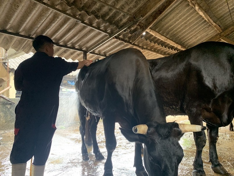 Những con bò lai Wagyu được tắm táp, massage và chải lông thường xuyên