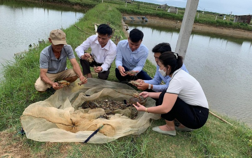 Mô hình nuôi tôm xen ghép với cua, cá đầu tiên ở Quảng Trị được triển khai thực hiện bước đầu cho hiệu quả cao.