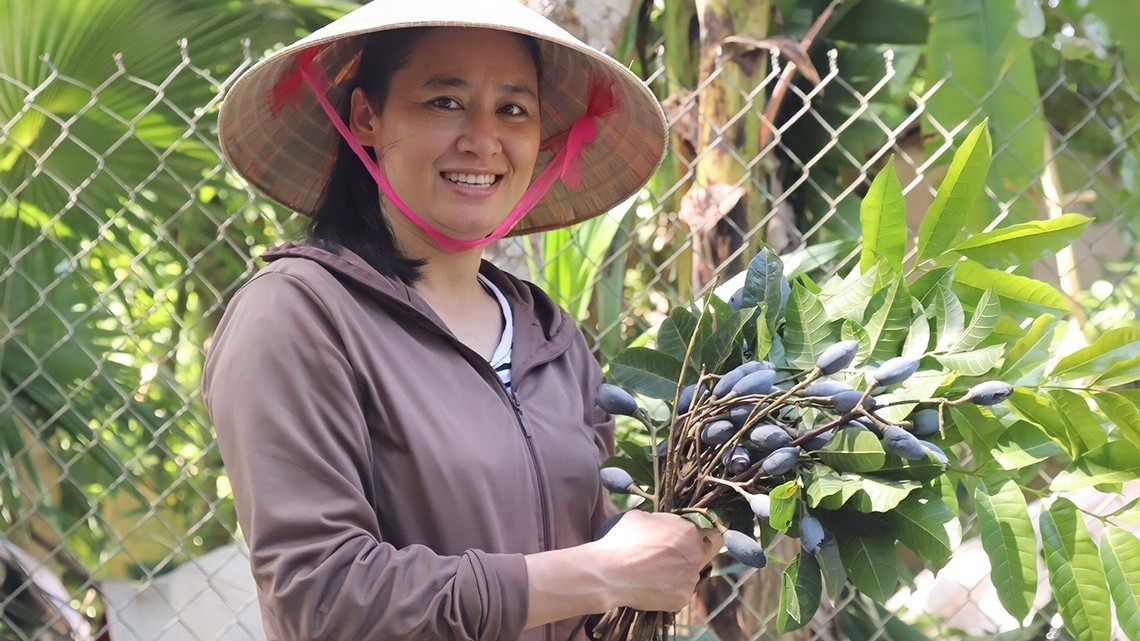 Về "thủ phủ" trám đen Ninh Sơn, quả dân dã nay lên đời đặc sản cho thu nhập vài chục triệu mỗi vụ
