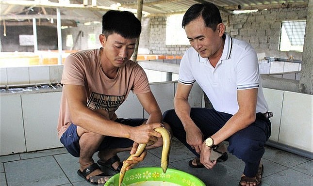  Trại nuôi lươn không bùn cho nghe nhạc của anh Ngô Sỹ Quân cho thu nhập trên 300 triệu đồng mỗi năm.