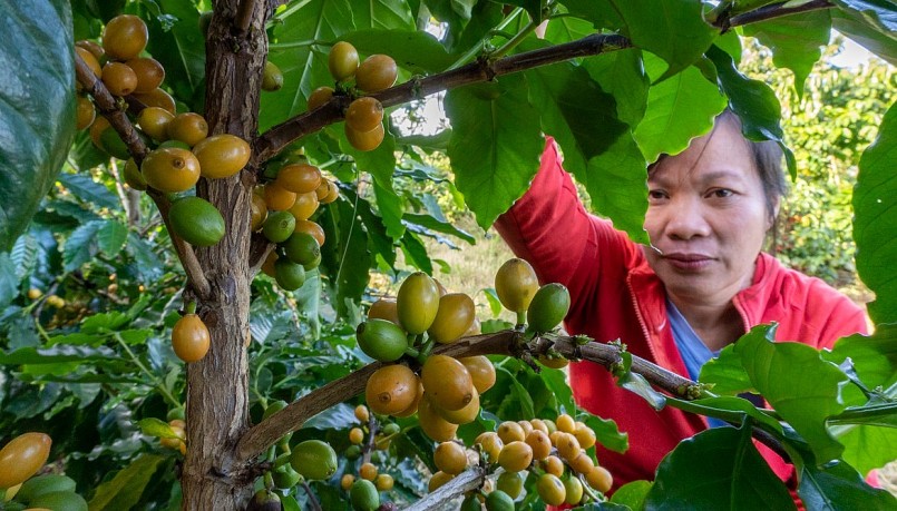 Giá nông sản hôm nay (21/8) giá cà phê trên thị trường thế giới biến động trái chiều. 