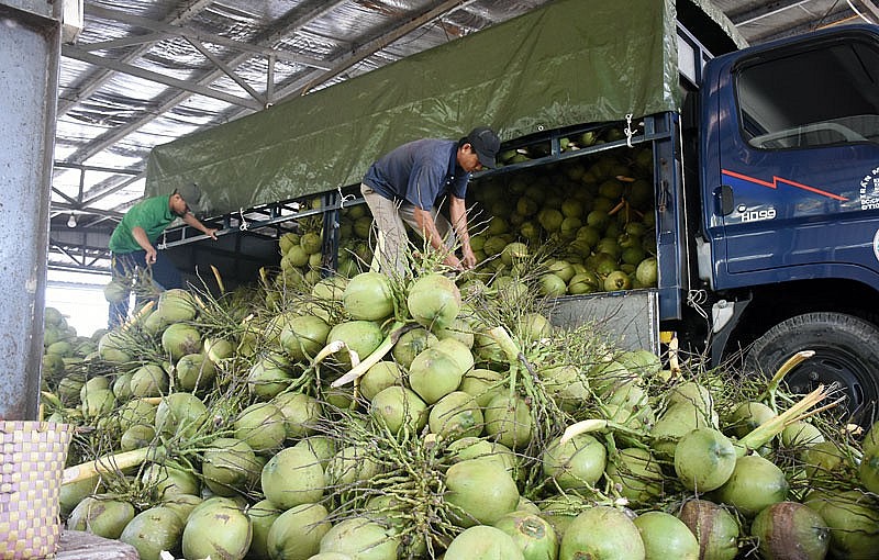 giá dừa tươi tăng lên 60.000 - 65.000 đồng