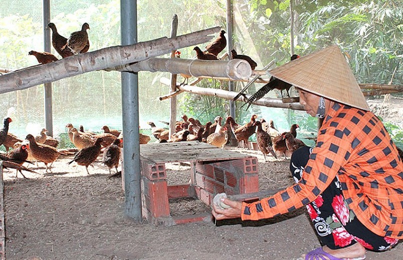Bà Nguyễn Thị Thu Sương thu hoạch trứng chim trĩ đỏ.