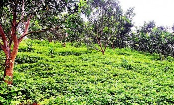 Kỳ lạ đem cỏ dại trồng trong vườn cam, ai ngờ đất tơi xốp  giúp cam vừa sai vừa đẹp