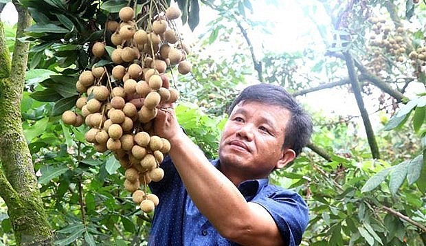 Ông Bùi Xuân Sử, thôn Nễ Châu, xã Hồng Nam, thành phố Hưng Yên là người tiên phong trồng nhãn hữu cơ.