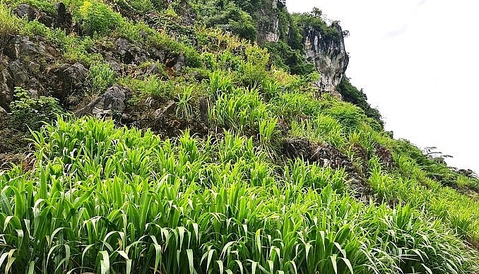 Những sườn núi được phủ xanh bởi những vùng cỏ nuôi bò vàng.